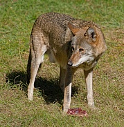 Red wolf