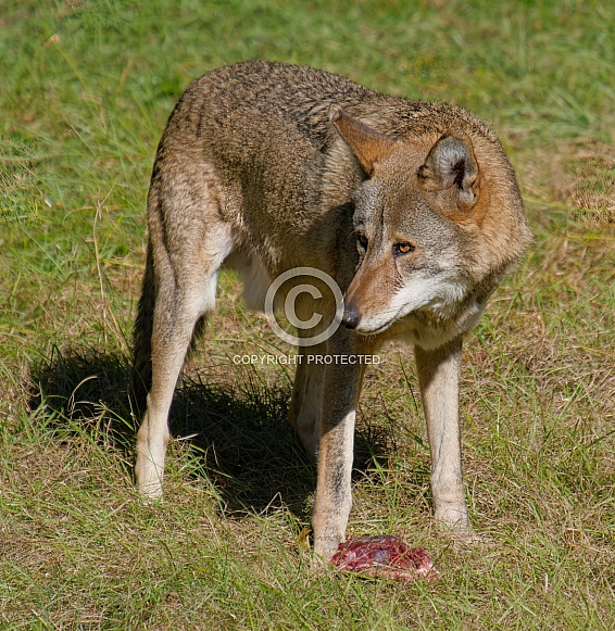 Red wolf