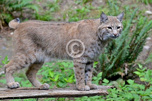 Bobcat