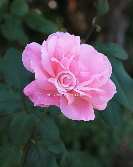 Pink Rose