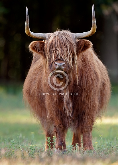 Highland Cattle