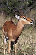 Male Impala Antelope - Botswana