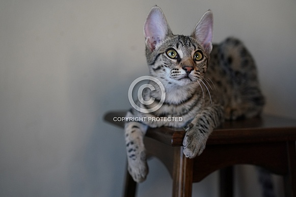 Savannah Cat