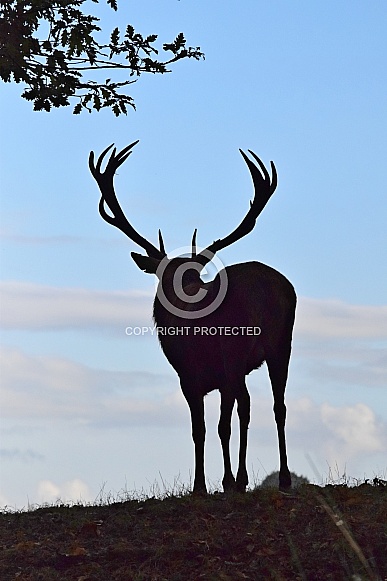Red Deer Stag Red Deer Stag