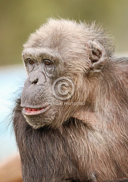 Chimpanzee Chimpanzee