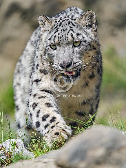 Snow leopard walking