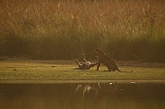 Beautiful tiger in the nature habitat. Tiger pose in amazing light. Wildlife scene with wild animal. Indian wildlife. Indian tiger. Panthera tigris tigris.