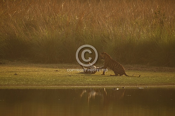 Beautiful tiger in the nature habitat. Tiger pose in amazing light. Wildlife scene with wild animal. Indian wildlife. Indian tiger. Panthera tigris tigris.