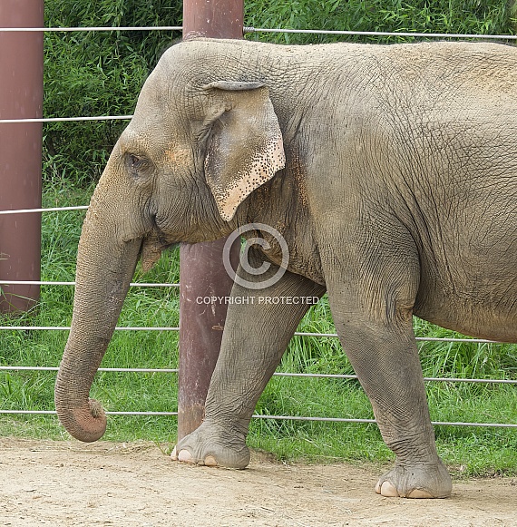 Asian Elephant