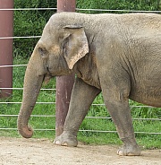 Asian Elephant