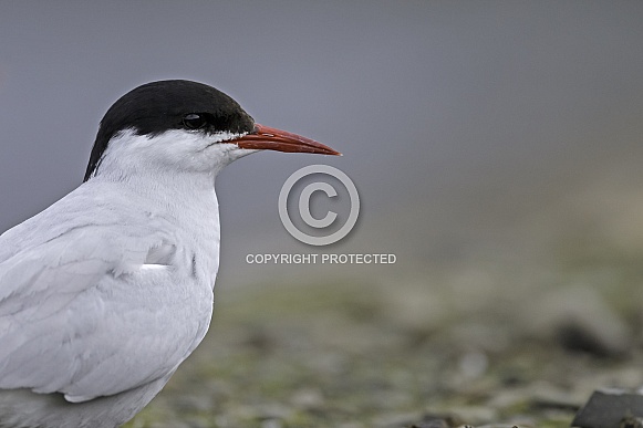 Arctic tern