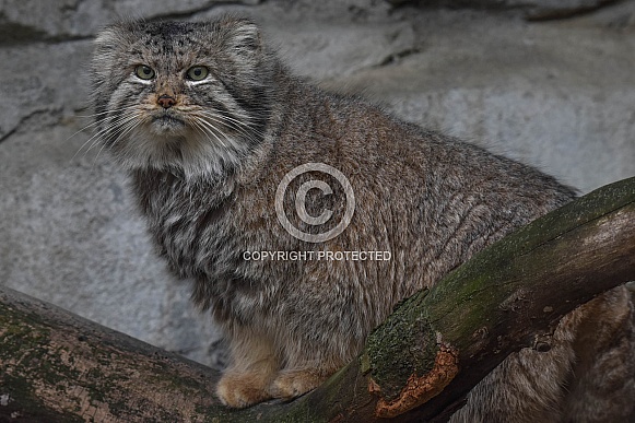 Pallas Cat