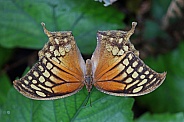 Noble Leafwing