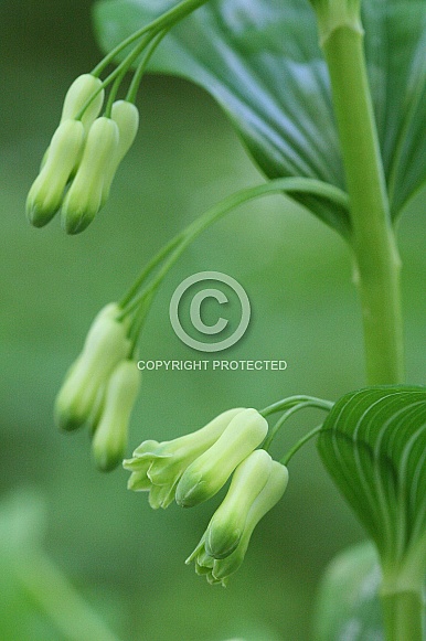 Solomon's seal
