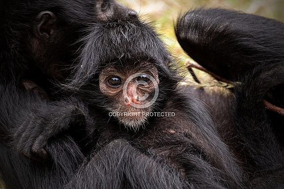 Young Columbian Black Spider Monkey Young Columbian Black Spider Monkey