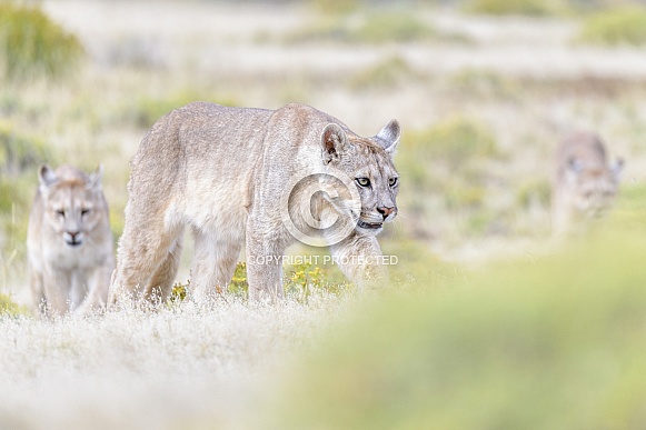 Puma (Puma concolor)