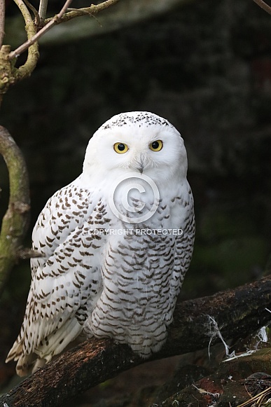 snowy owl