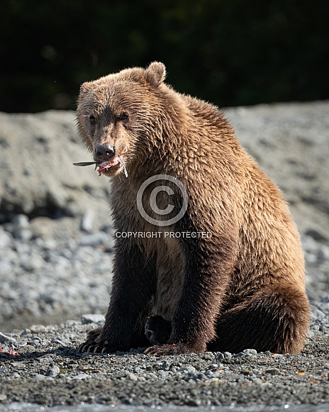 Bear sitting on the beach eating a fish