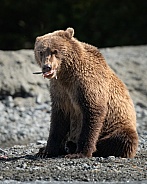 Bear sitting on the beach eating a fish
