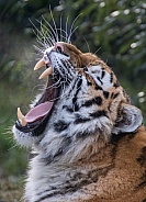 Amur/Siberian Tiger(Panthera Tigris Altaica)