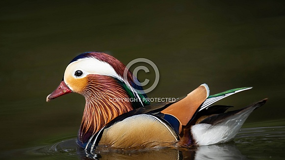 Male Mandarin Duck Male Mandarin Duck