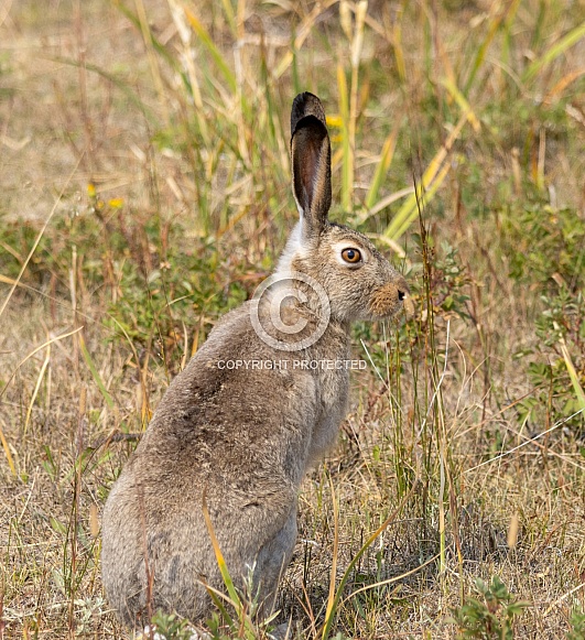 Jack Rabbit