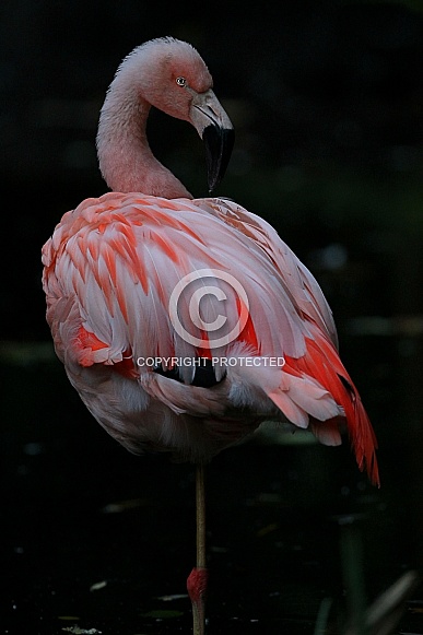 Great flamingo Great flamingo