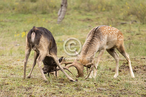 Fallow Deer Fallow Deer