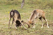 Fallow Deer