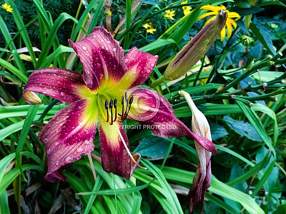 Daylily