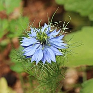 Blue Flower Love-in-a-mist