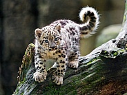 Cute snow leopard cub on branch