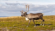 The reindeer or caribou (Rangifer tarandus)