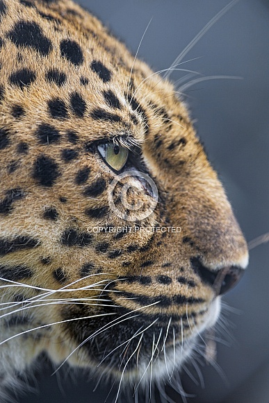 Amur Leopard