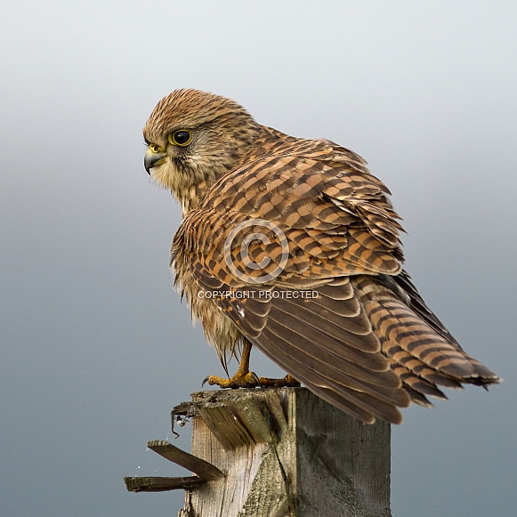 The common Kestrel