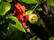 Warbling White-eye hanging from flower