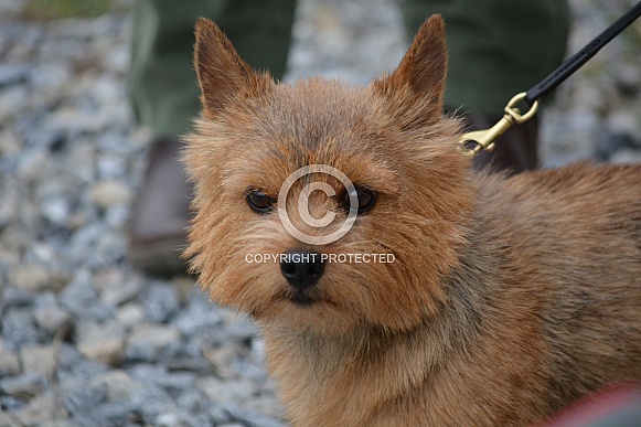 Norwich Terrier