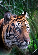 Sumatran Tiger