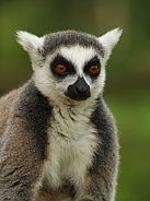 ring-tailed lemur