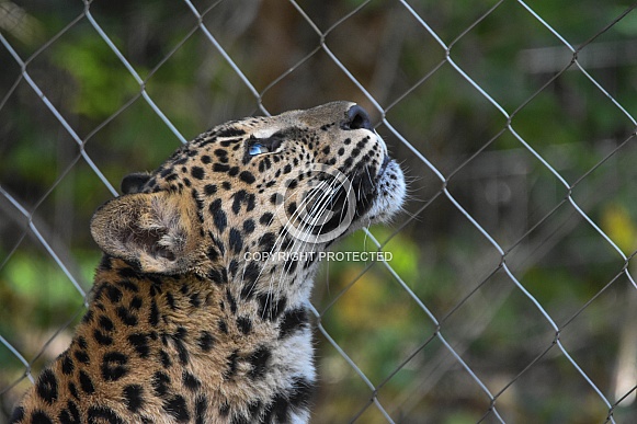 African Leopard Cub