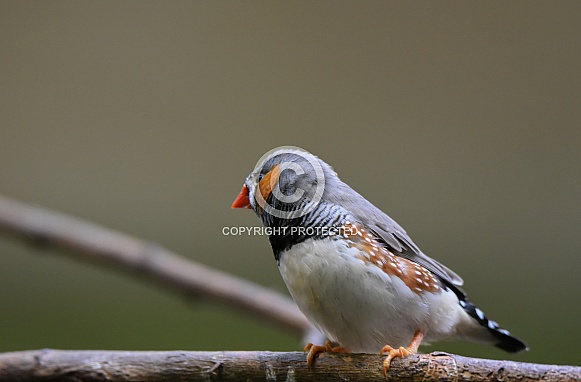 Zebra finch Zebra finch