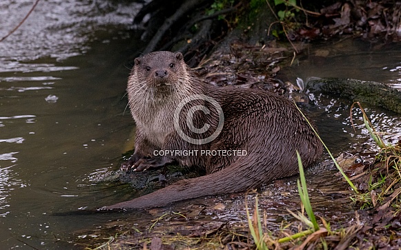 Eurasian Otter