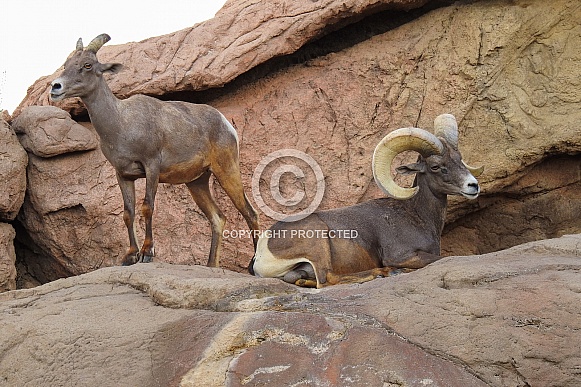 Big Horn Sheep - Ram and Ewe