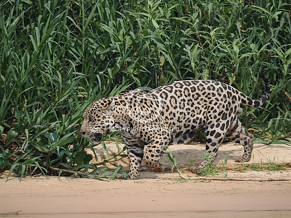 Jaguar Jaguar