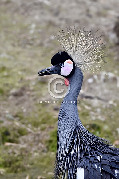 Crowned Crane