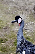 Crowned Crane