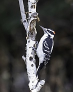 Female Hairy Woodpecker Perching on a Tree