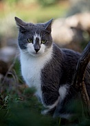 Black Nosed Grey and White Cat