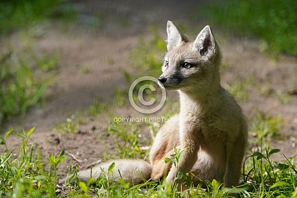 Corsac Fox