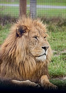 African Lion (male)